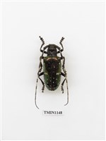 藏品(麗艷大星斑天牛)的圖片